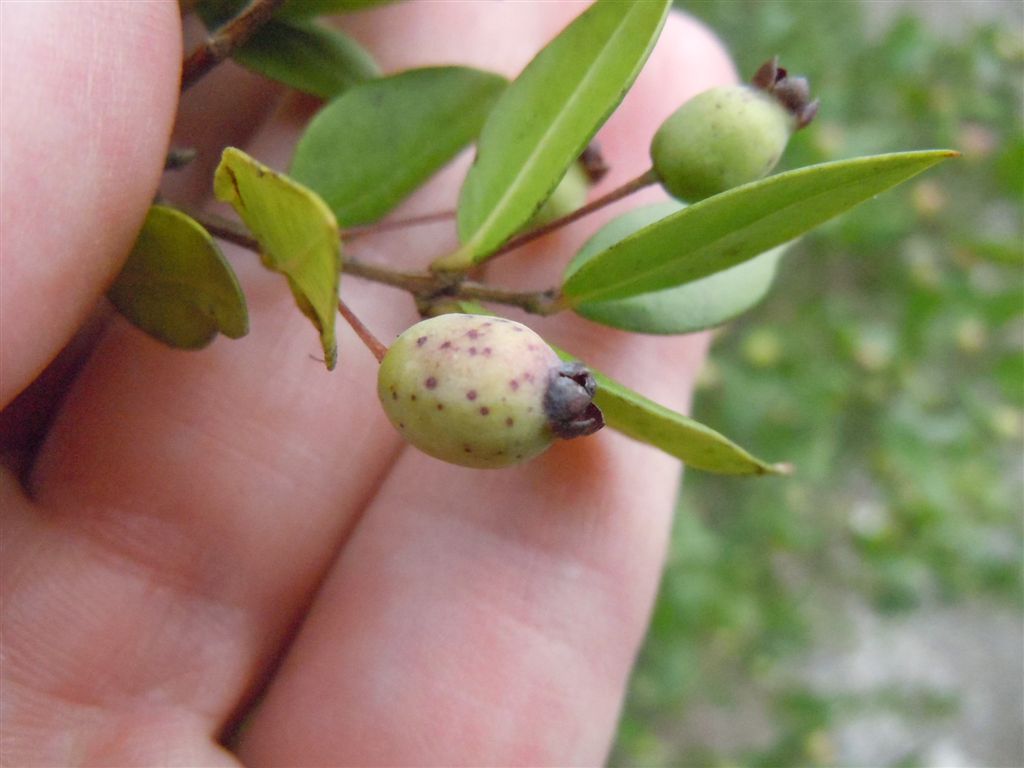 Myrtus communis